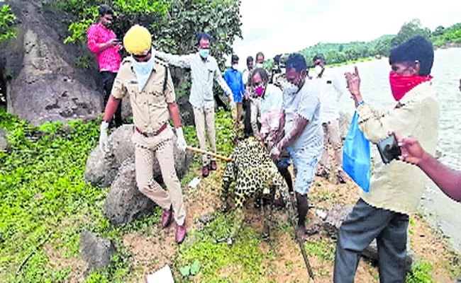 Leopard Fell Into Pond And Died - Sakshi