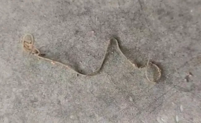 Strange Creature Looking Like Snake In nellore District - Sakshi