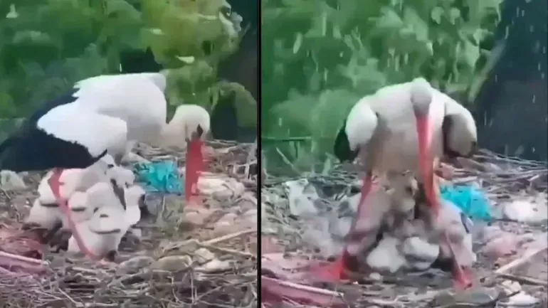 Mama Bird Protects Its Babies From Rain in Viral Video - Sakshi