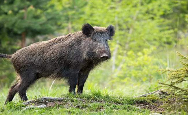 Hungry Wild Pigs Are Worsening Climate Change - Sakshi