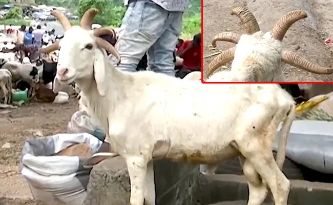 Sign Of Apocalypse: Rare Five Horned Lamb In Nigeria Prompts Reactions - Sakshi