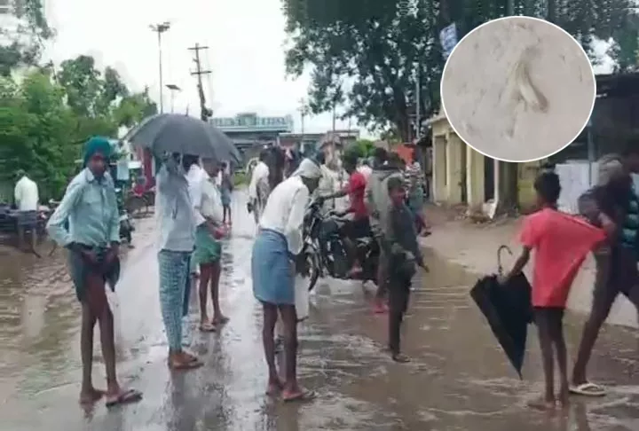 Heavy Rains In Telangana Fishes Out From Pond In Jagtial Sirikonda - Sakshi