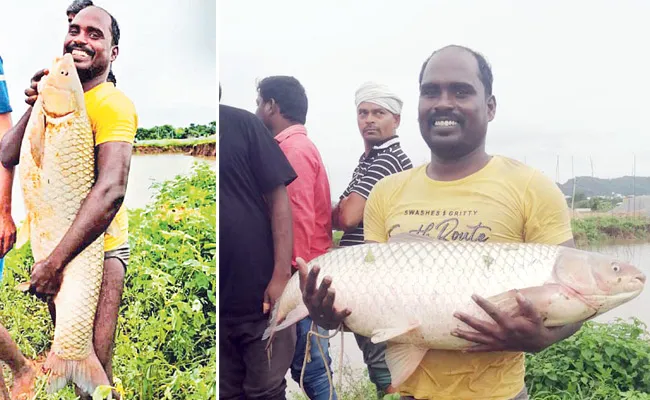 BIG Fish Caught by Fishermen in Vemulawada, Lower Manair Dam, Alugu - Sakshi