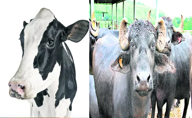 Andhra Pradesh To Implement AP Bovine Breeding Act 21 - Sakshi