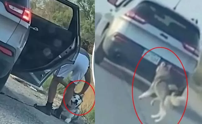 Dog Abandoned On Roadside In Viral Video Texas Owner Arrested - Sakshi