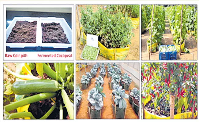 Training on Production of Fermented Cocopeat and Soilless Cultivation of Vegetables - Sakshi