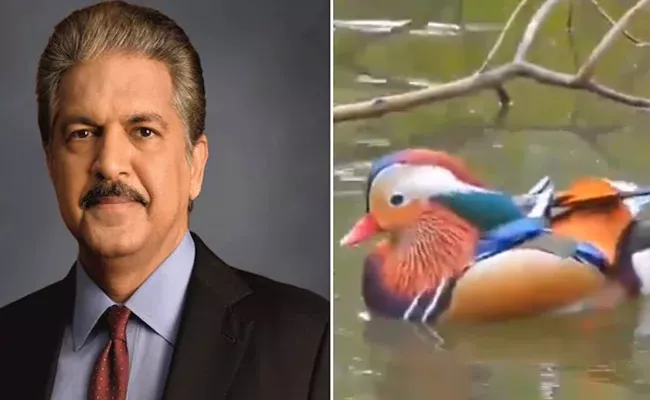 Anand Mahindra shares beautiful viral video of Mandarin Ducks - Sakshi