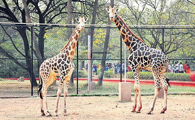 Animal Adoption Scheme: Nehru Zoological Park Hyderabad - Sakshi