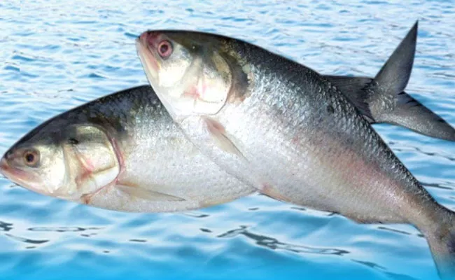 Pulasa Fish: Pulasa Available During Monsoon Beginning Godavari River - Sakshi