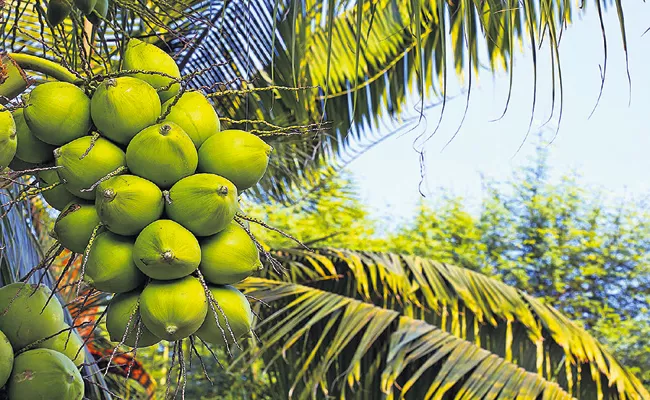 Newly cultivated coconut in 1000 hectares At Andhra Pradesh - Sakshi