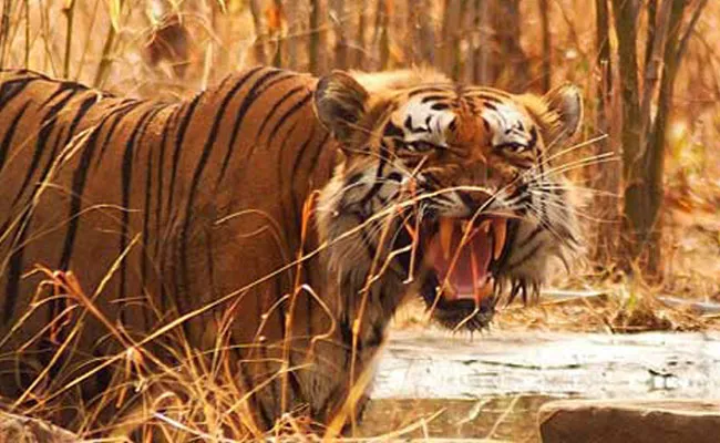 International Tiger Day: Special Story On Tigers At Nallamala Forest - Sakshi