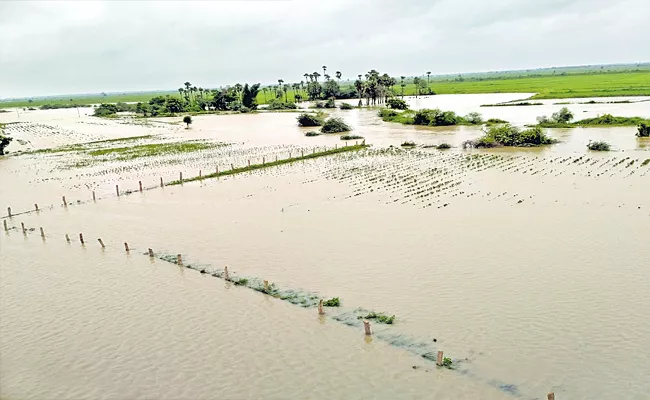 Telangana: Crop Damage Due To Heavy Rains - Sakshi