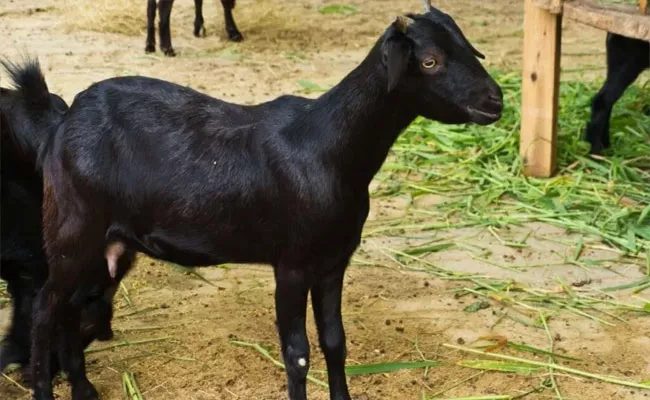 5 Men Allegedly Molested, Later Killed A Goat In Pakistan Okara - Sakshi