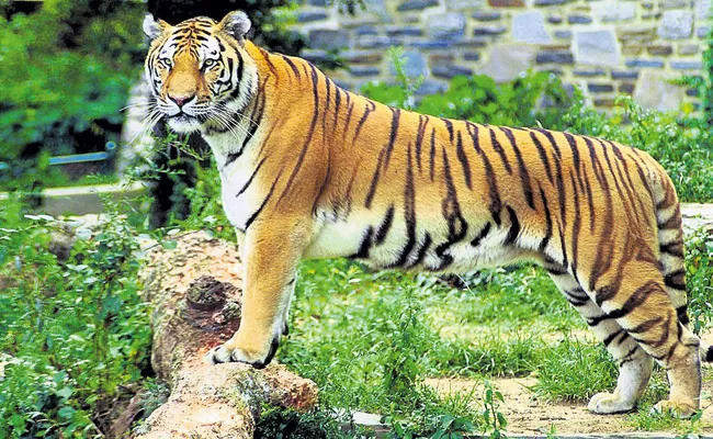 Tigers increasing in Forests Andhra Pradesh - Sakshi