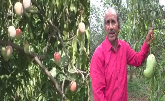 MP Rameshwar And Jagdish  sold variety mangoes  Rs 1000kg  - Sakshi