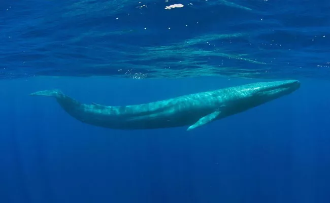 Pygmy Blue Whale Song Recorded For The First Time In Lakshadweep - Sakshi