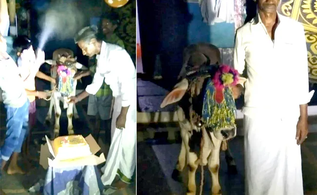 Small Calf birthDay Celebration In Kurnool District - Sakshi