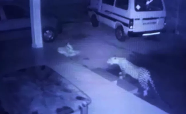 Dog Escaped From Leopard Jaw In Karnataka - Sakshi