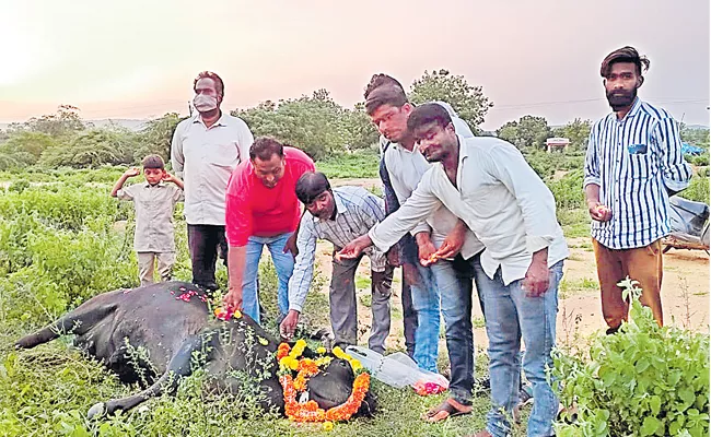 Muslim Activist Buries Dead Cow With Hindu Rituals In Kamareddy - Sakshi