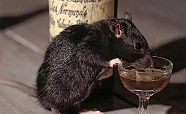 Tamil Nadu: Rats Empty 12 Wine Bottles In Liquor Store - Sakshi