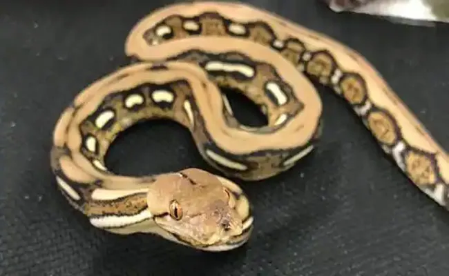 Man Bitten In Genital Area By A Python While He Was Sitting On The Toilet In Australia - Sakshi