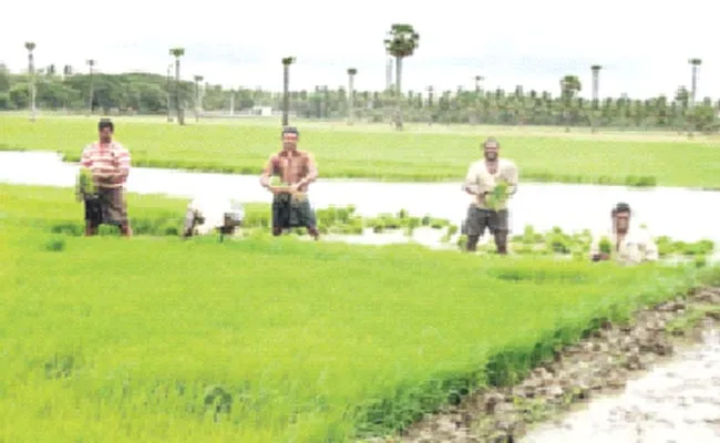 Agriculture Is A Festival - Sakshi