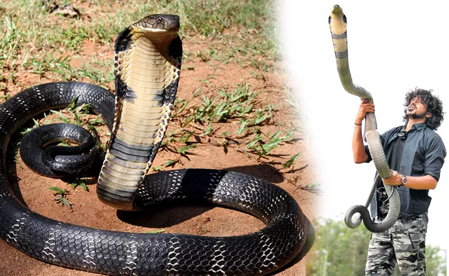 King Cobra Was Caught by a Snake Catcher In Karnataka - Sakshi