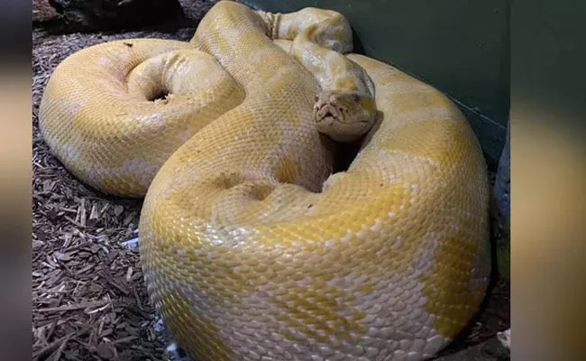 Viral 12-Foot Python Escapes Zoo Found In Shopping Mall After 2 Days - Sakshi