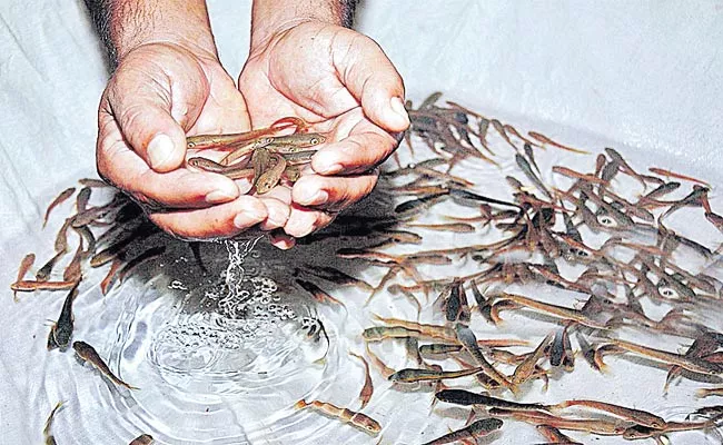 Telangana: Government Delayed Free Fish Distribution This Time - Sakshi