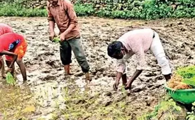 Madhya Pradesh: Send Farmers From Filelds Teachers Plant Paddy Why - Sakshi