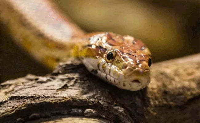 Bihar: Man Bites Baby Snake In Revenge Bid Dies   - Sakshi