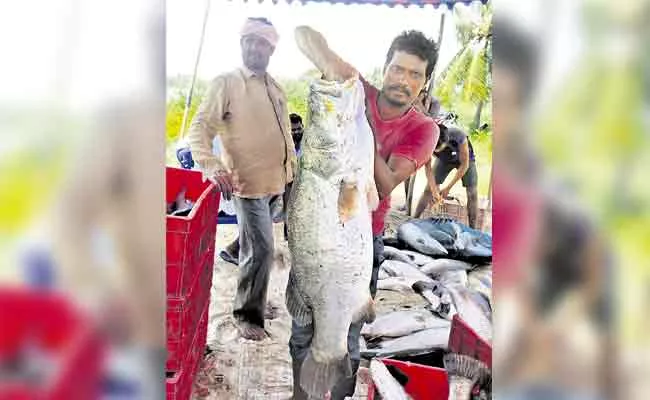 12 KG Barramundi Fish Found In Mogalturu, West Godavari - Sakshi