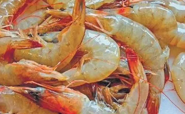 Andhra Pradesh Comes First In Marine Exports Especially Prawns - Sakshi