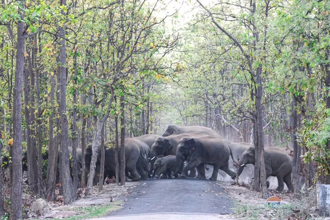 Mama elephant nudge baby to walk video viral - Sakshi