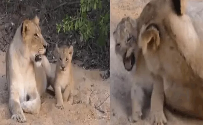 Viral Video: Lion Cub Playing With Mother So Adorable Watch - Sakshi