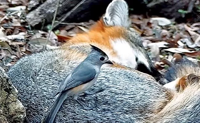 Birds Stealing Hair From Animals Named Kleptotrichy - Sakshi