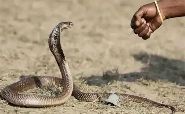 Odisha Man Bites Snake In revenge It Deceased - Sakshi