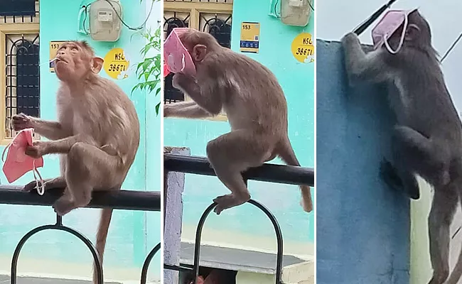 Viral: Monkey Tries To Put Mask On Face In Anantapur - Sakshi