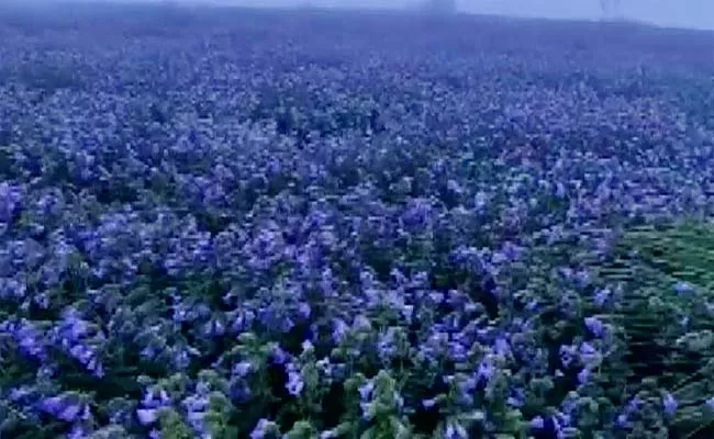 Neelakurinji flowers once every 12 years, seen at Mandalapatti hill in Kodagu - Sakshi