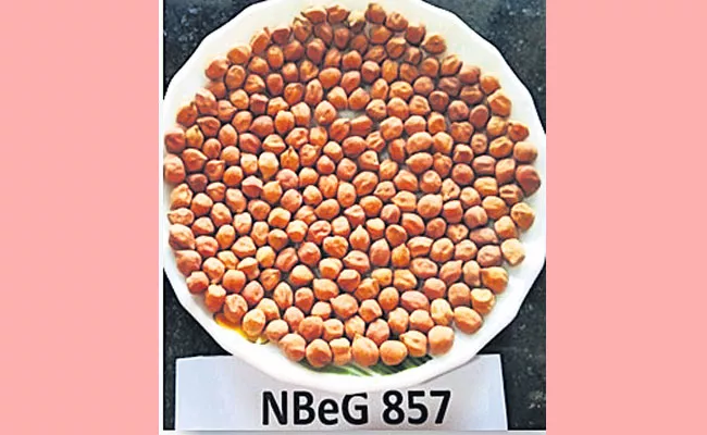 Nandyal Regional Agriculture Research Center Release New Peanut Variety - Sakshi