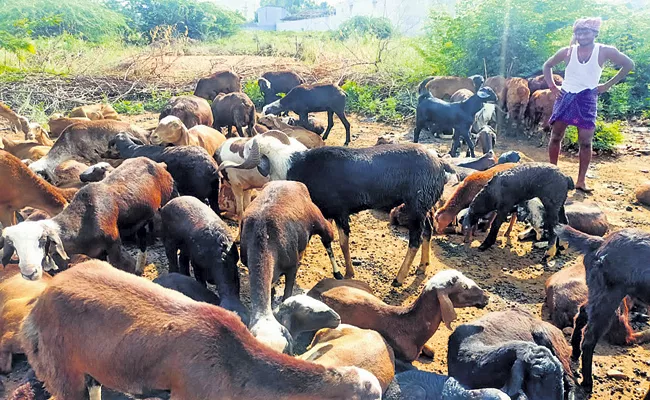 Breeding is now longer scientific - Sakshi