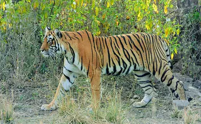  Delay in evacuation of resettlement villages in Qawwal Tiger Reserve Adilabad in TS - Sakshi