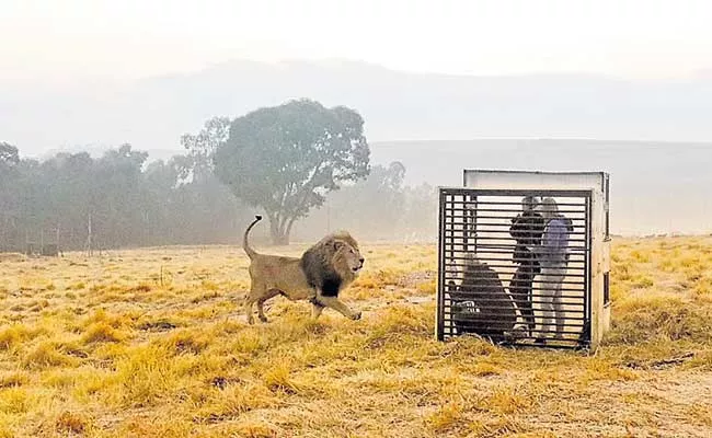 GG Forest Lions Cage Watch - Sakshi