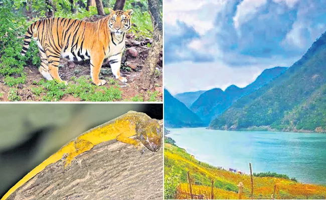 Bengal Tigers Are Special Attraction Papikondalu Sanctuary West Godavari - Sakshi