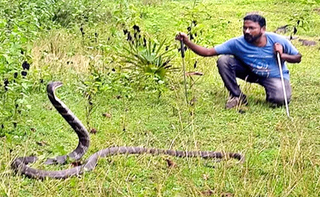 13 Foot King Cobra Found In Mamidi Palem East Godavari - Sakshi