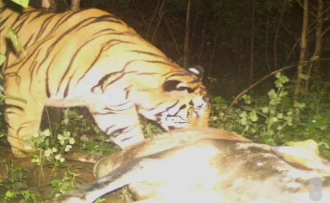 New Tiger Enters In Adilabad District - Sakshi