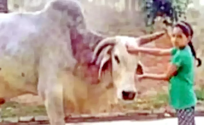 Uttar Pradesh Village Mourns Babuji The Bull Holds Shraddh Feast for 3000 - Sakshi