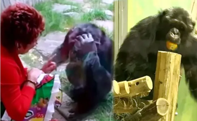 Woman Banned From Visiting Chimpanzee In Zoo At Belgium Over Affair - Sakshi