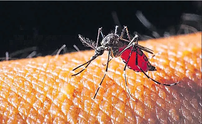 Medical And Health Department Confirmed Dengue Most Severe In 12 Districts - Sakshi