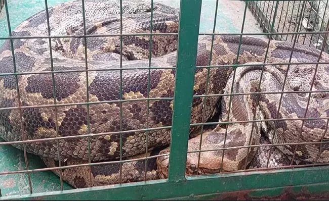 GujaratPython swallows monkey, rescued from river - Sakshi